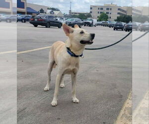 Jaeger - Male Siberian Husky-white german shepherd Mix Dog for Adoption - Photo #5