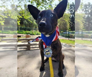 Holland Shepherd-Unknown Mix Dogs for adoption in San Juan Capistrano, CA, USA