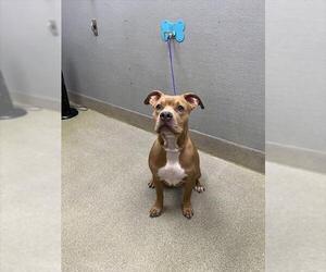 Mutt Dogs for adoption in Las Vegas, NV, USA