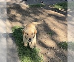 Puppy Lime Green Labrador Retriever