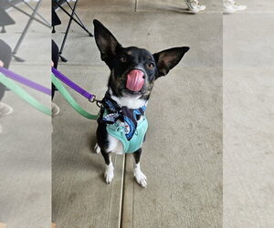 Skips - Male Mutt Dog for Adoption - Photo #4