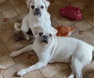 Mother of the Pug puppies born on 03/27/2023