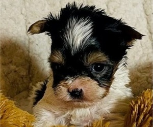 Biewer Yorkie Puppy for sale in SARASOTA, FL, USA