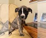 Small Photo #3 American Pit Bull Terrier-Olde English Bulldogge Mix Puppy For Sale in EUNICE, LA, USA