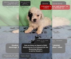 Poodle (Toy) Puppy for sale in TUCSON, AZ, USA