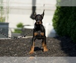 Small Photo #28 Doberman Pinscher Puppy For Sale in WARSAW, IN, USA