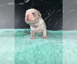 Small #17 Boston Terrier