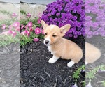 Small #6 Pembroke Welsh Corgi