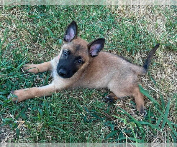 Medium Photo #4 Mutt Puppy For Sale in Imlay City, MI, USA
