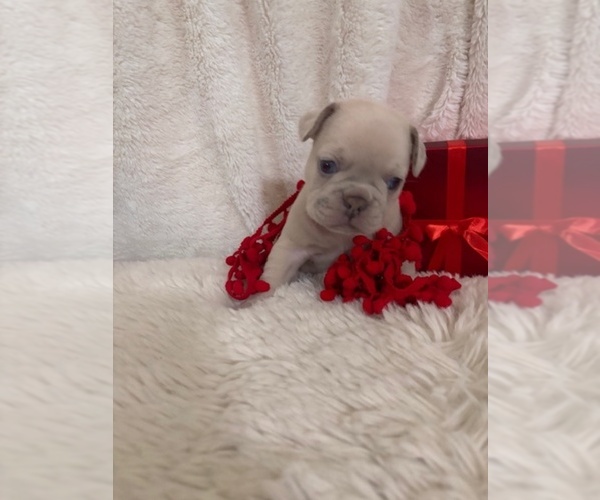 Medium Photo #1 French Bulldog Puppy For Sale in STOCKTON, CA, USA