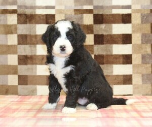 Bernedoodle (Miniature) Puppy for sale in DENVER, PA, USA
