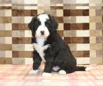Small Bernedoodle (Miniature)