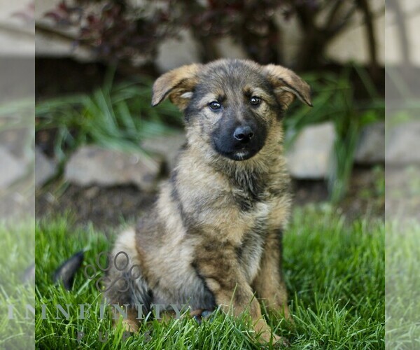 Medium Photo #4 Australian Shepherd-German Shepherd Dog Mix Puppy For Sale in BIRD IN HAND, PA, USA