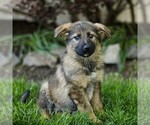 Small #3 Australian Shepherd-German Shepherd Dog Mix