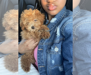 Poodle (Toy) Puppy for sale in KOKOMO, IN, USA