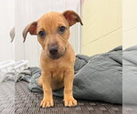 Small #1 Mutt