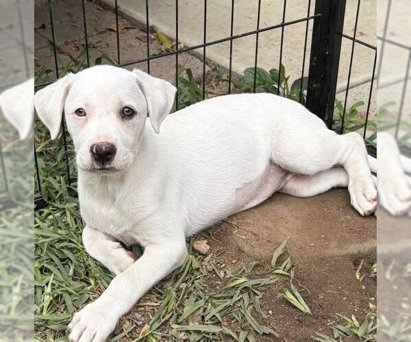 Medium Photo #3 Labrador Retriever-Unknown Mix Puppy For Sale in San Diego, CA, USA