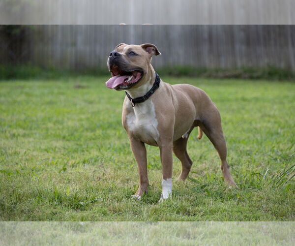 Medium Photo #7 American Pit Bull Terrier-Unknown Mix Puppy For Sale in Munford, TN, USA