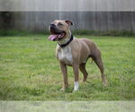 Small #6 American Pit Bull Terrier Mix