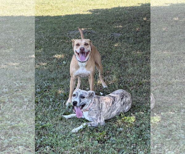 Medium Photo #3 Mutt Puppy For Sale in Jefferson, WI, USA