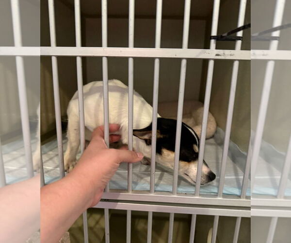 Medium Photo #3 Rat Terrier-Unknown Mix Puppy For Sale in Grafton, WI, USA