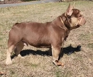 French Bulldog Puppy for sale in DANBURY, CT, USA