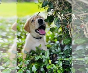 German Shepherd Dog-Labradoodle Mix Litter for sale in TALLAHASSEE, FL, USA