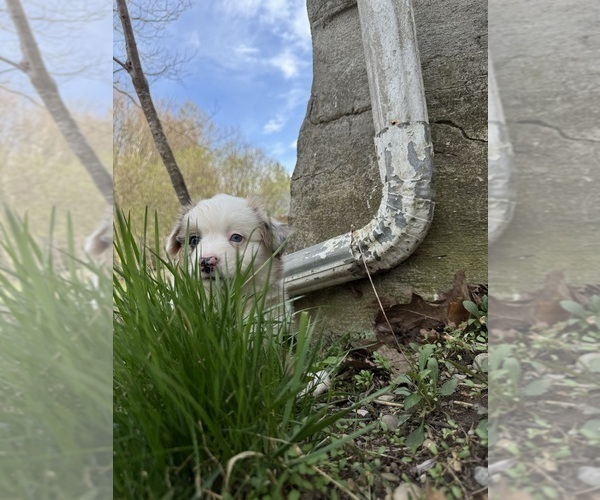 Medium Photo #6 Aussie-Corgi Puppy For Sale in ESPERANCE, NY, USA