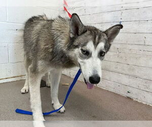 Siberian Husky Dogs for adoption in San Bernardino, CA, USA