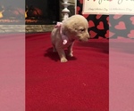 Small Photo #8 Labradoodle Puppy For Sale in DANVILLE, AL, USA