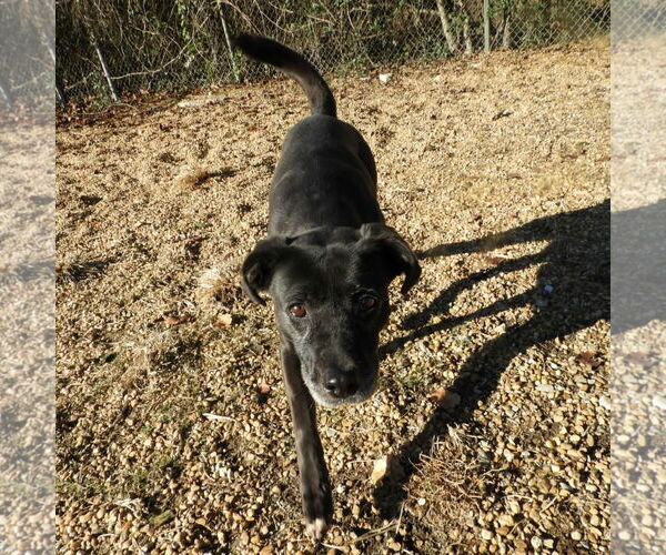 Medium Photo #2 Feist Terrier-Labrador Retriever Mix Puppy For Sale in Anniston, AL, USA
