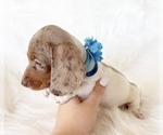 Small #3 Dachshund