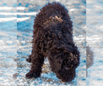 Small #42 Spanish Water Dog