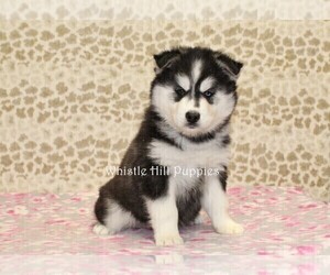 Pomsky Puppy for sale in DENVER, PA, USA
