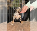 Small Photo #43 Catahoula Leopard Dog Puppy For Sale in BUSHNELL, IL, USA