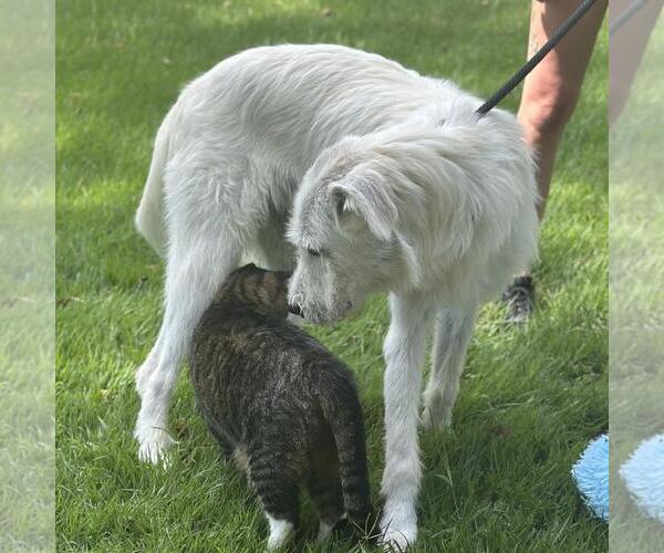 Medium Photo #3 Unknown-Wheaten Terrier Mix Puppy For Sale in Yardley, PA, USA