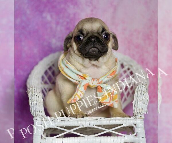 Medium Photo #3 Pug Puppy For Sale in WARSAW, IN, USA