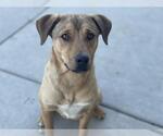 Small German Shepherd Dog Mix