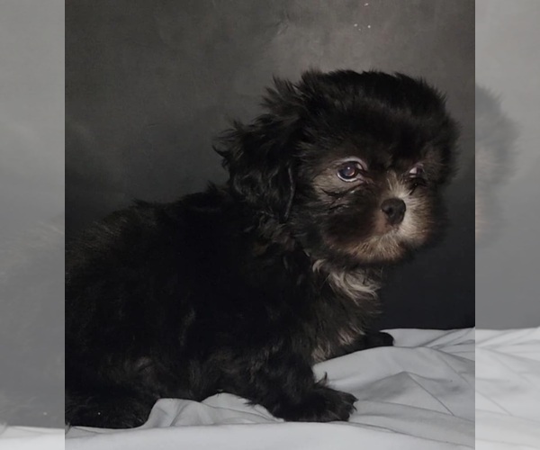 Medium Photo #6 Shih Tzu Puppy For Sale in BRANDON, FL, USA