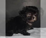 Small #5 Shih Tzu