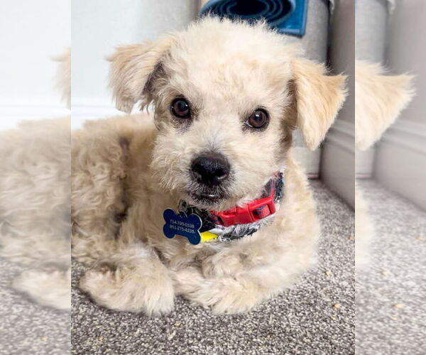 Medium Photo #10 Miniature Schnauzer-Unknown Mix Puppy For Sale in Corona, CA, USA