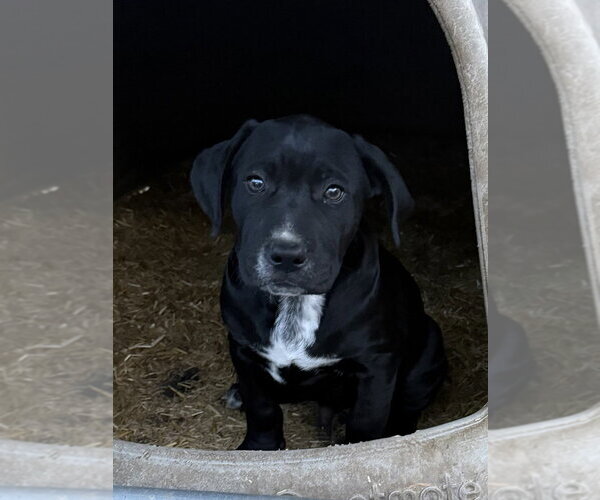 Medium Photo #2 Boxador Puppy For Sale in Bolivar, MO, USA