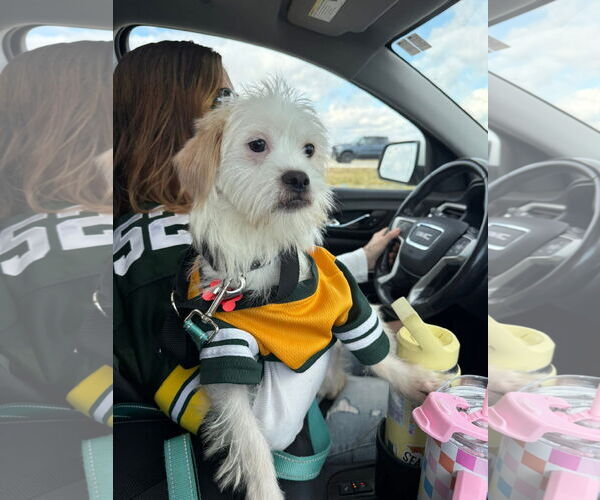 Medium Photo #10 Mutt Puppy For Sale in Grafton, WI, USA