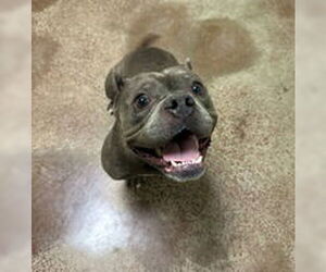 American Bulldog Dogs for adoption in Salinas, CA, USA