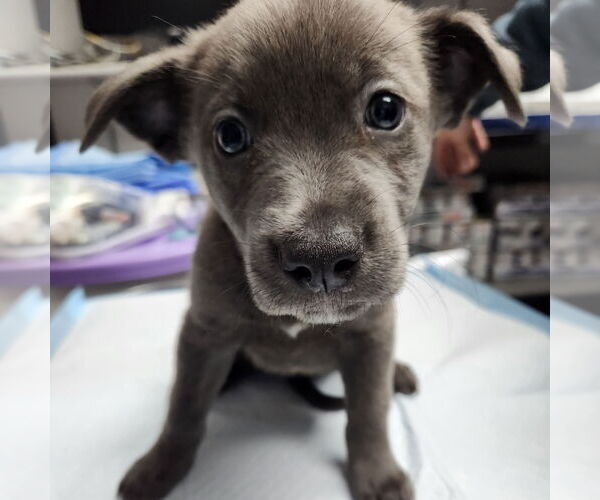 Medium Photo #5 American Pit Bull Terrier-Unknown Mix Puppy For Sale in Fargo, ND, USA