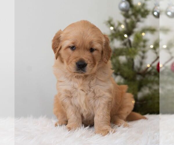 Medium Photo #1 Golden Retriever Puppy For Sale in NEWPORT, PA, USA