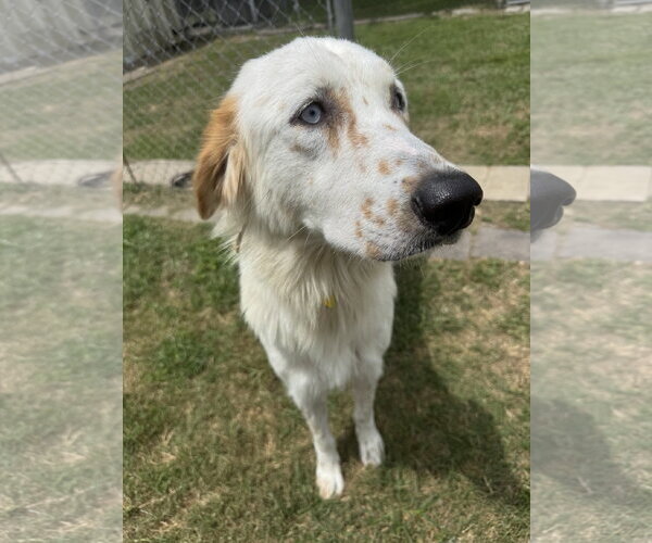 Medium Photo #4 English Setter-Great Pyrenees Mix Puppy For Sale in Houston, TX, USA