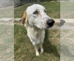 Small #3 English Setter-Great Pyrenees Mix