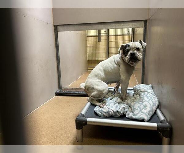 Medium Photo #1 Bulldog Puppy For Sale in Martinez, CA, USA