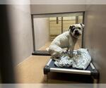 Small Bulldog